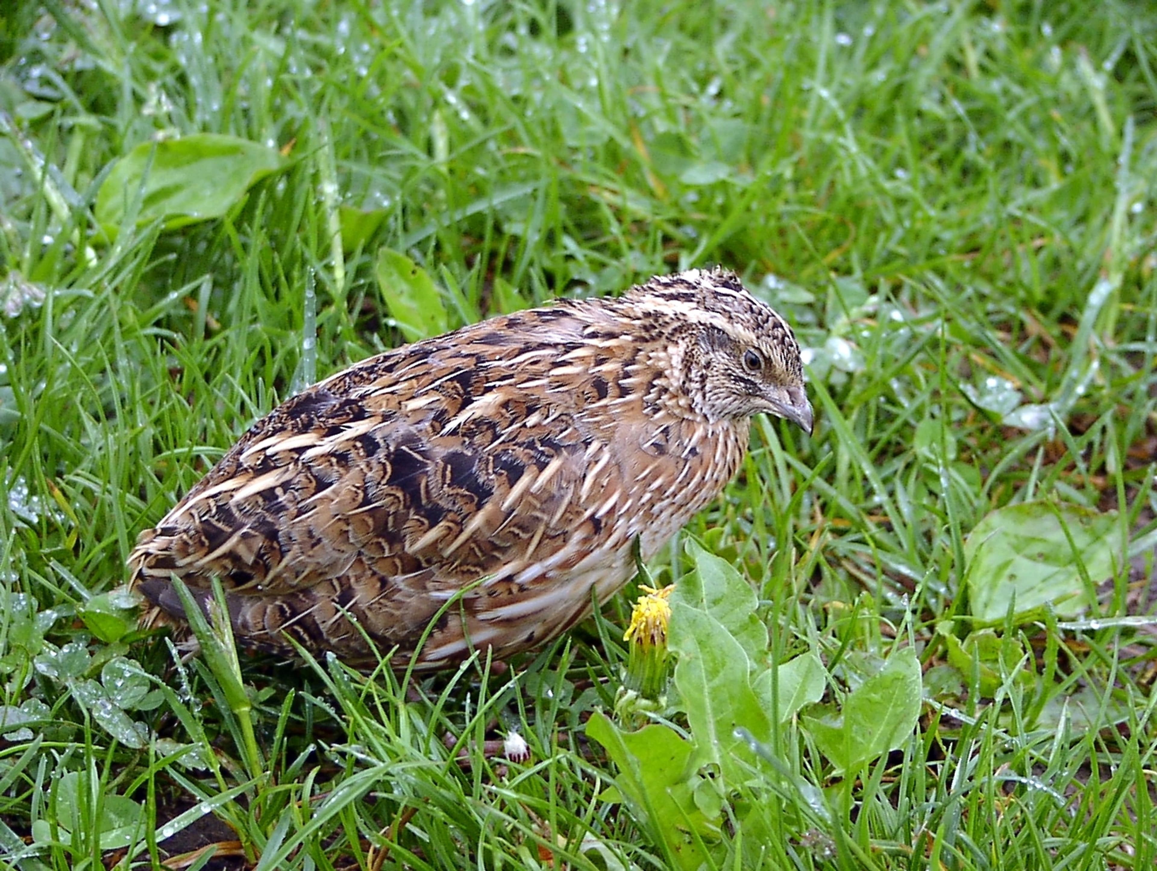 41 Wildwachteln kehren in Bambergs Südflur zurück