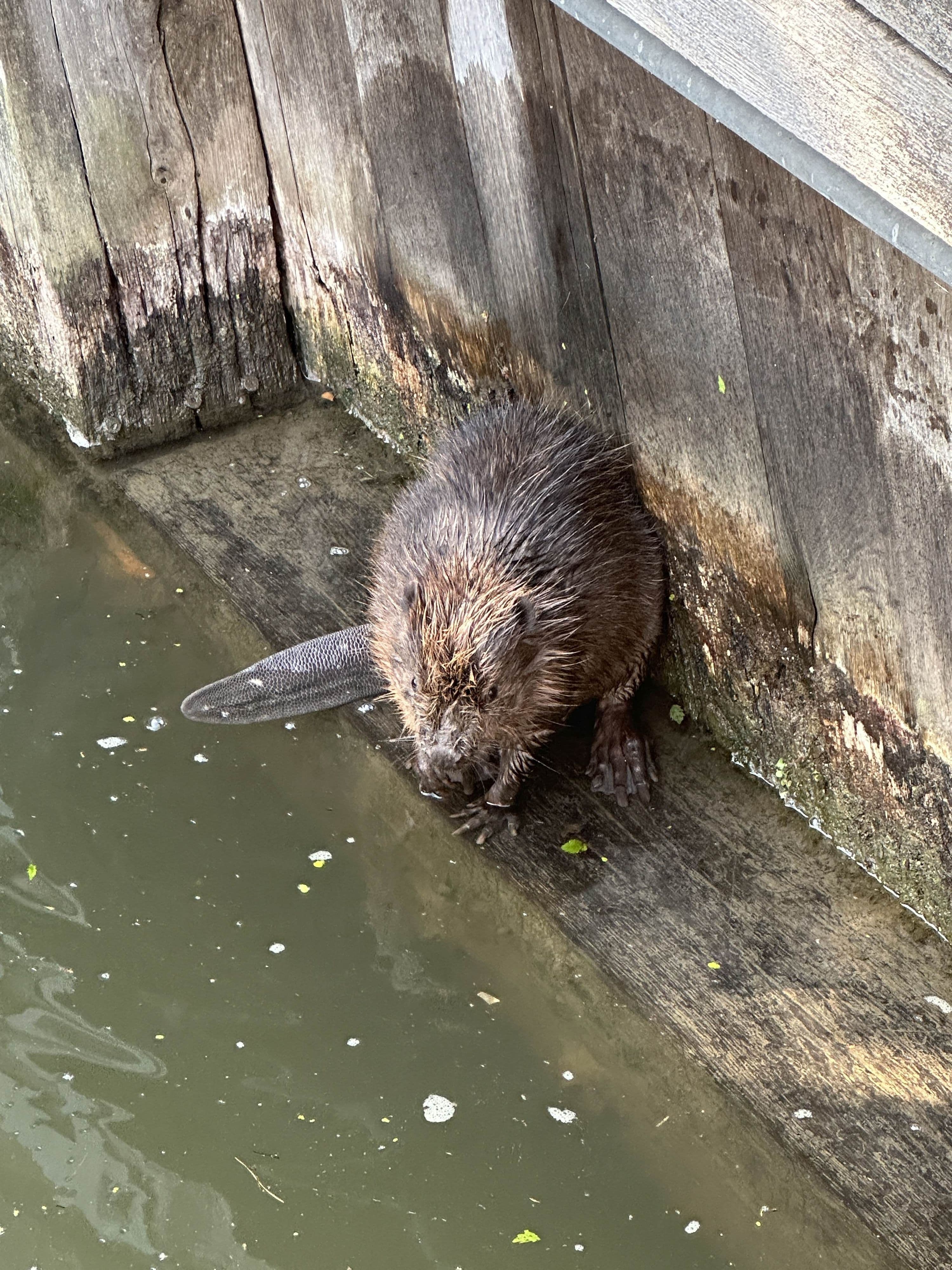 Bamberg warnt vor Bibern am Wasser