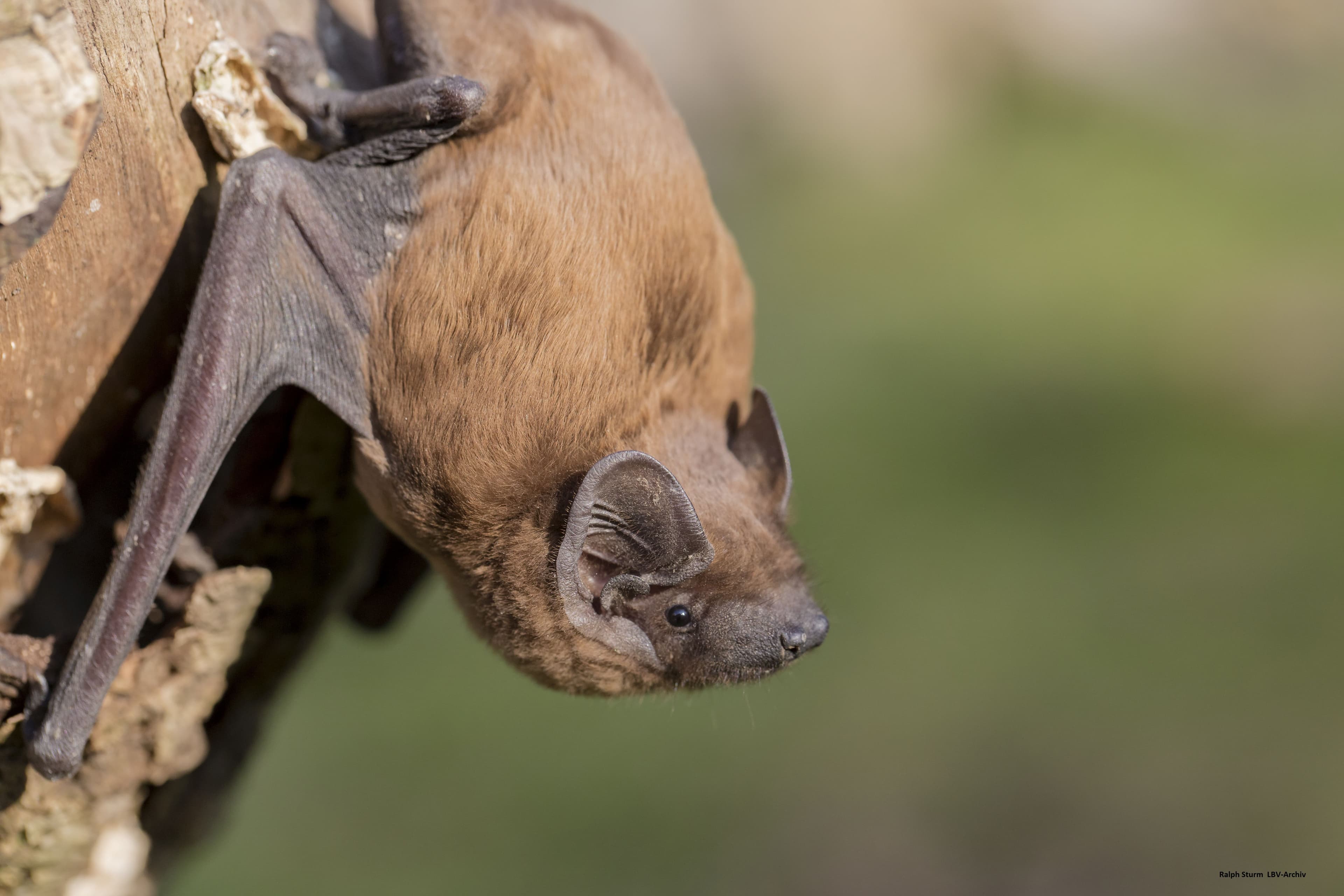 Batnight 2024: Ein nächtliches Abenteuer am Altmühlsee