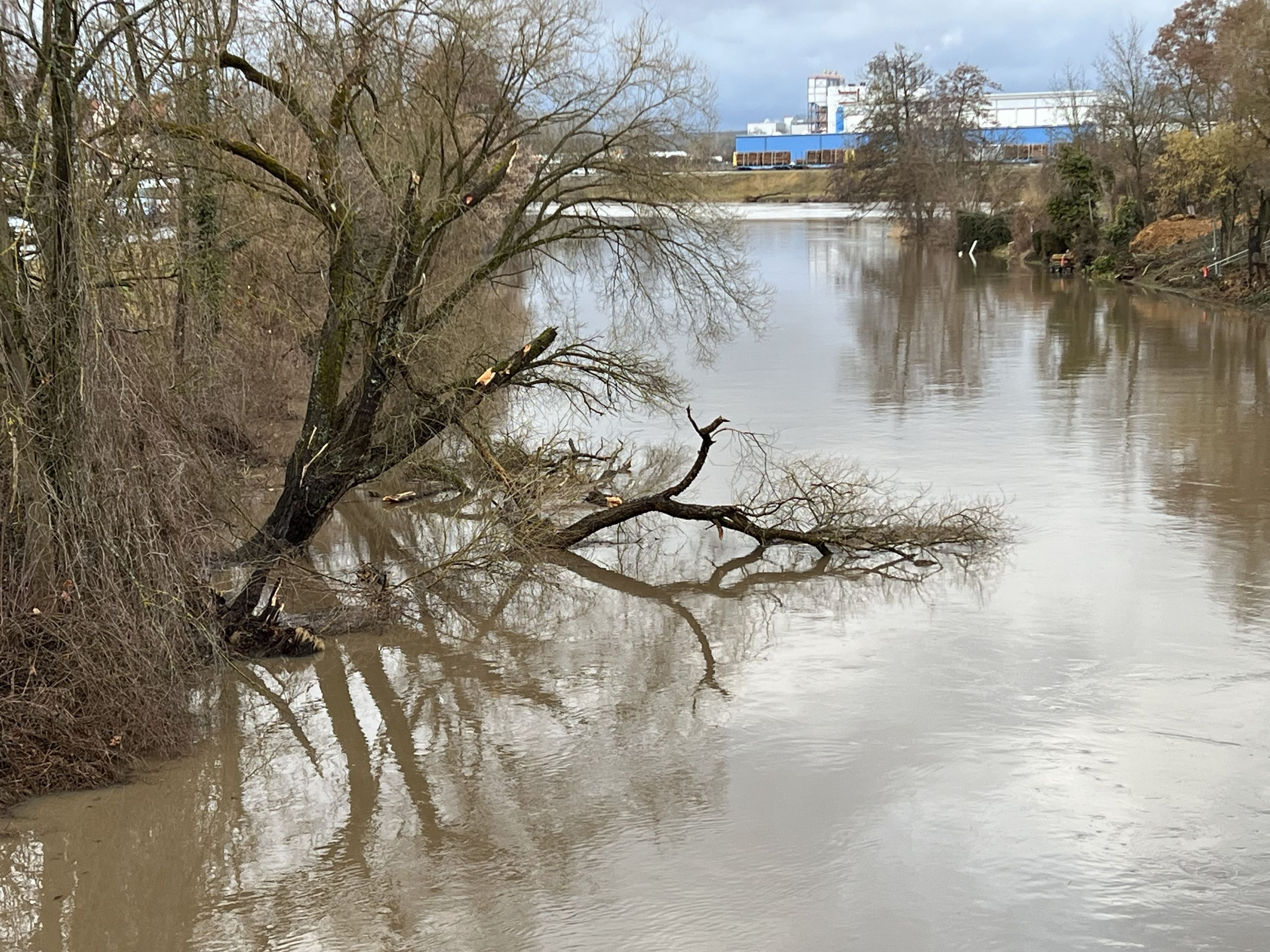 Baum stürzt in Regnitz – Sperrungen drohen