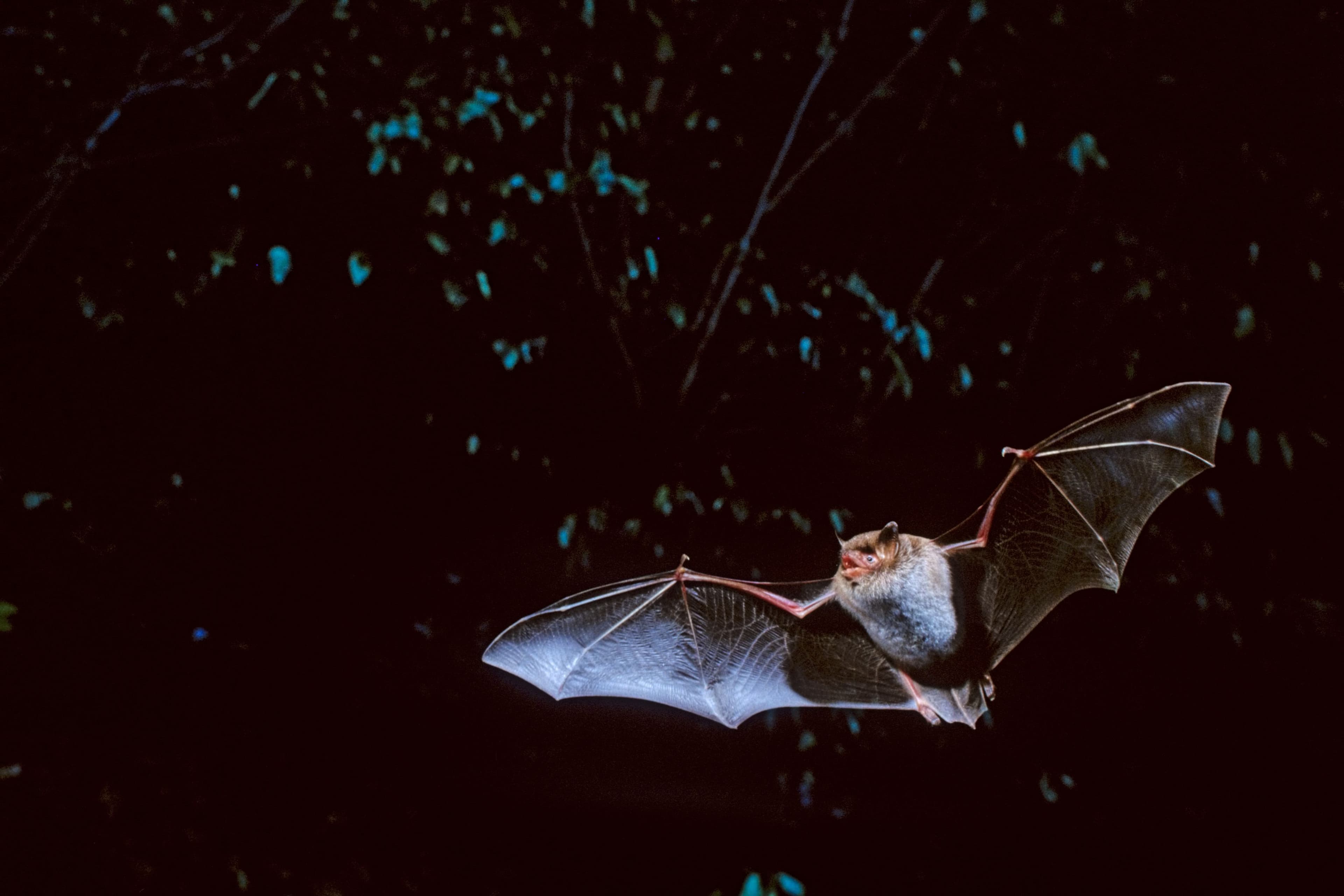 Fledermäuse hautnah erleben bei der European Bat Night in Rosenheim