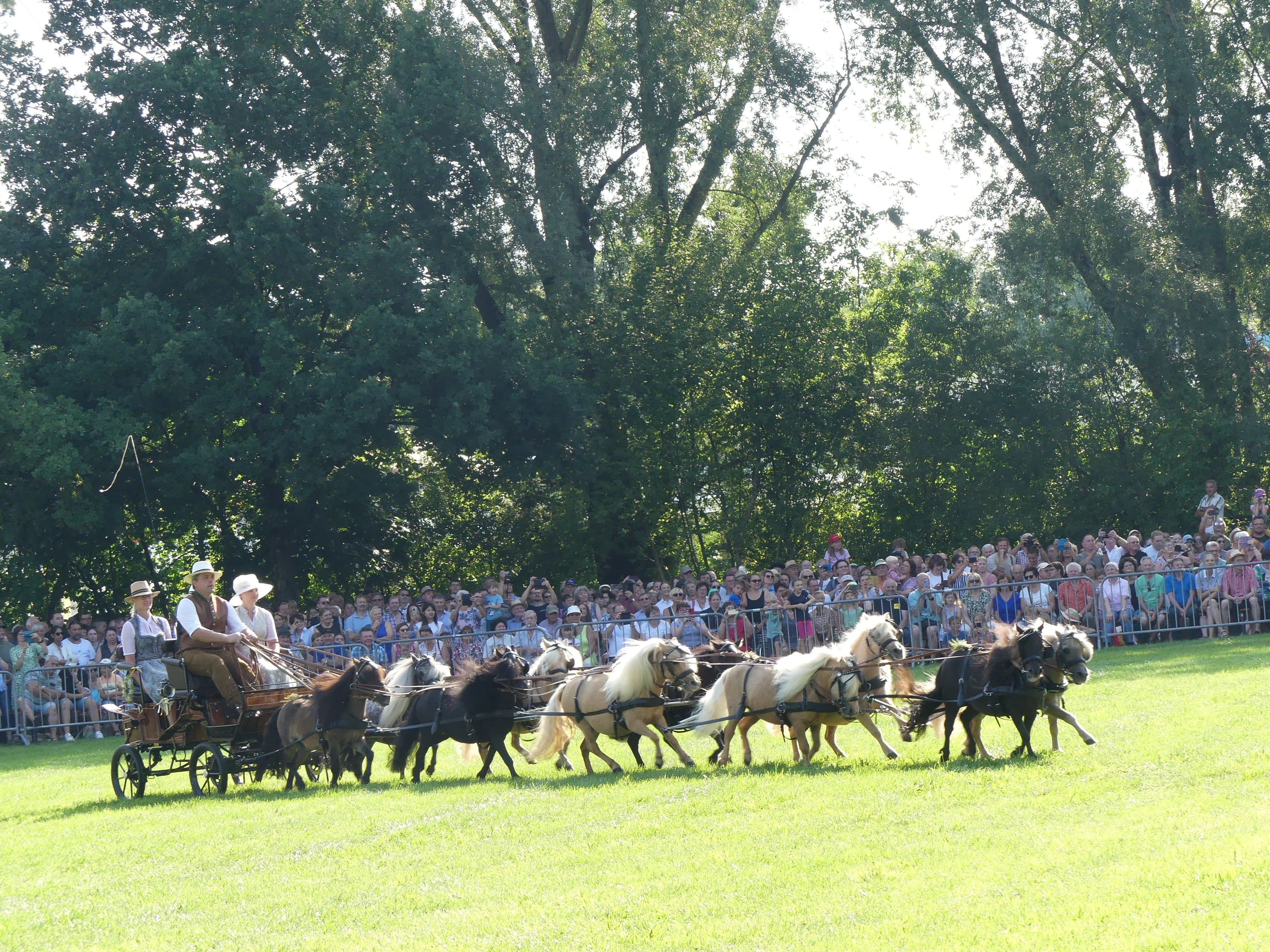 Großes Spektakel beim JURA-Volksfest: Pferde- und Fohlenschau in Neumarkt