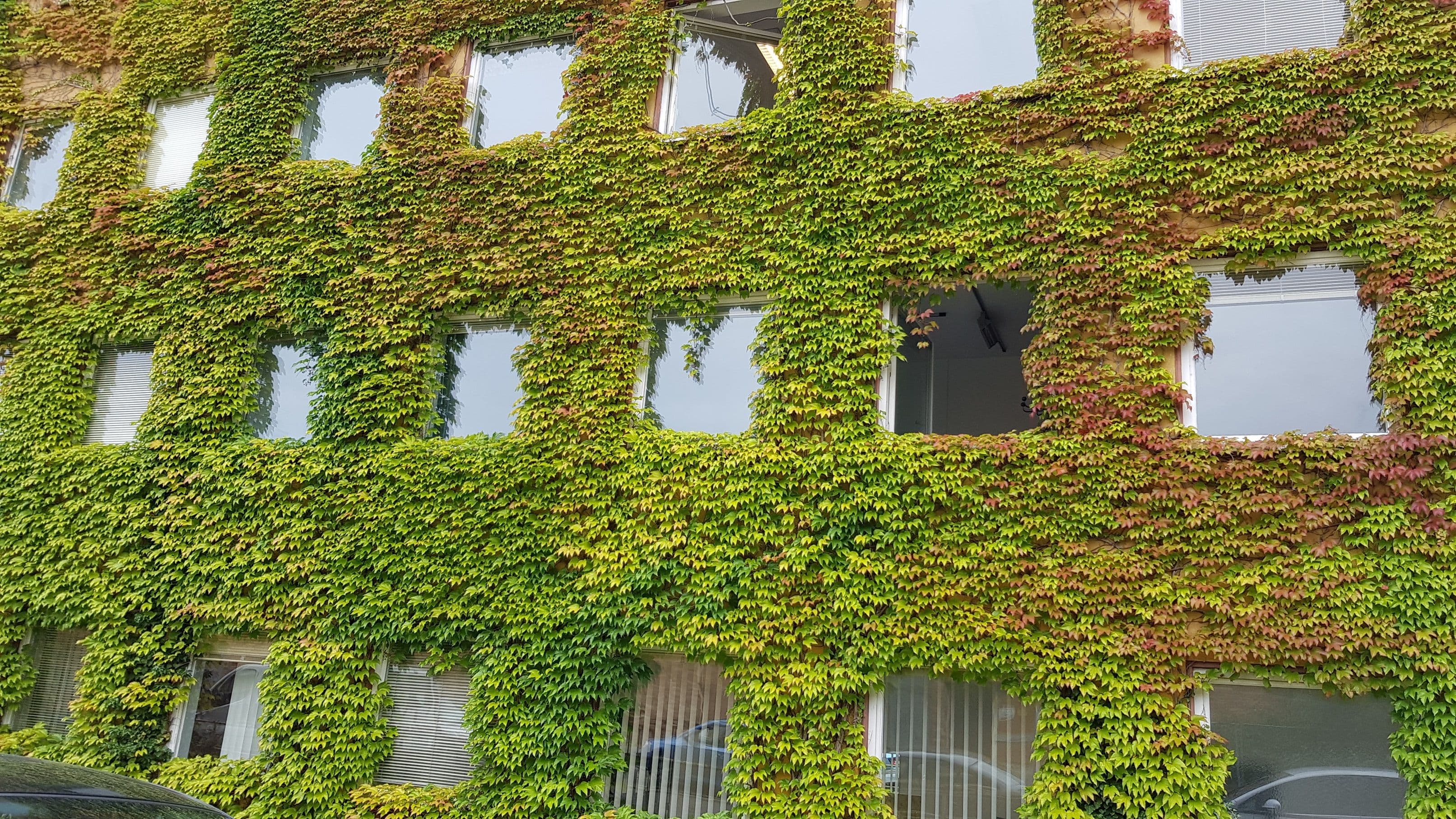 Innovative Förderinitiative für mehr Grün in Bamberg