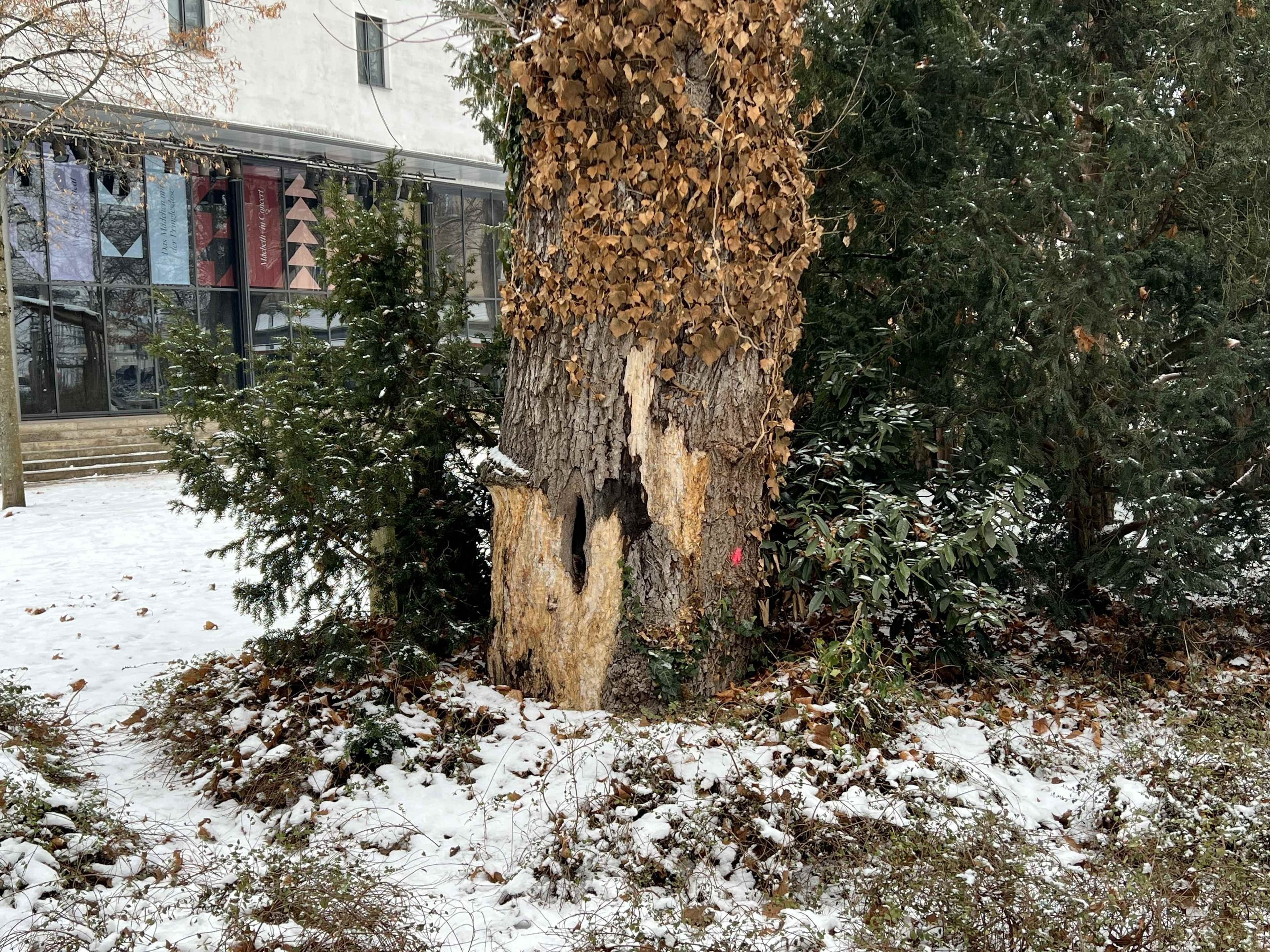 Kranker Ahornbaum im Harmoniegarten wird gefällt