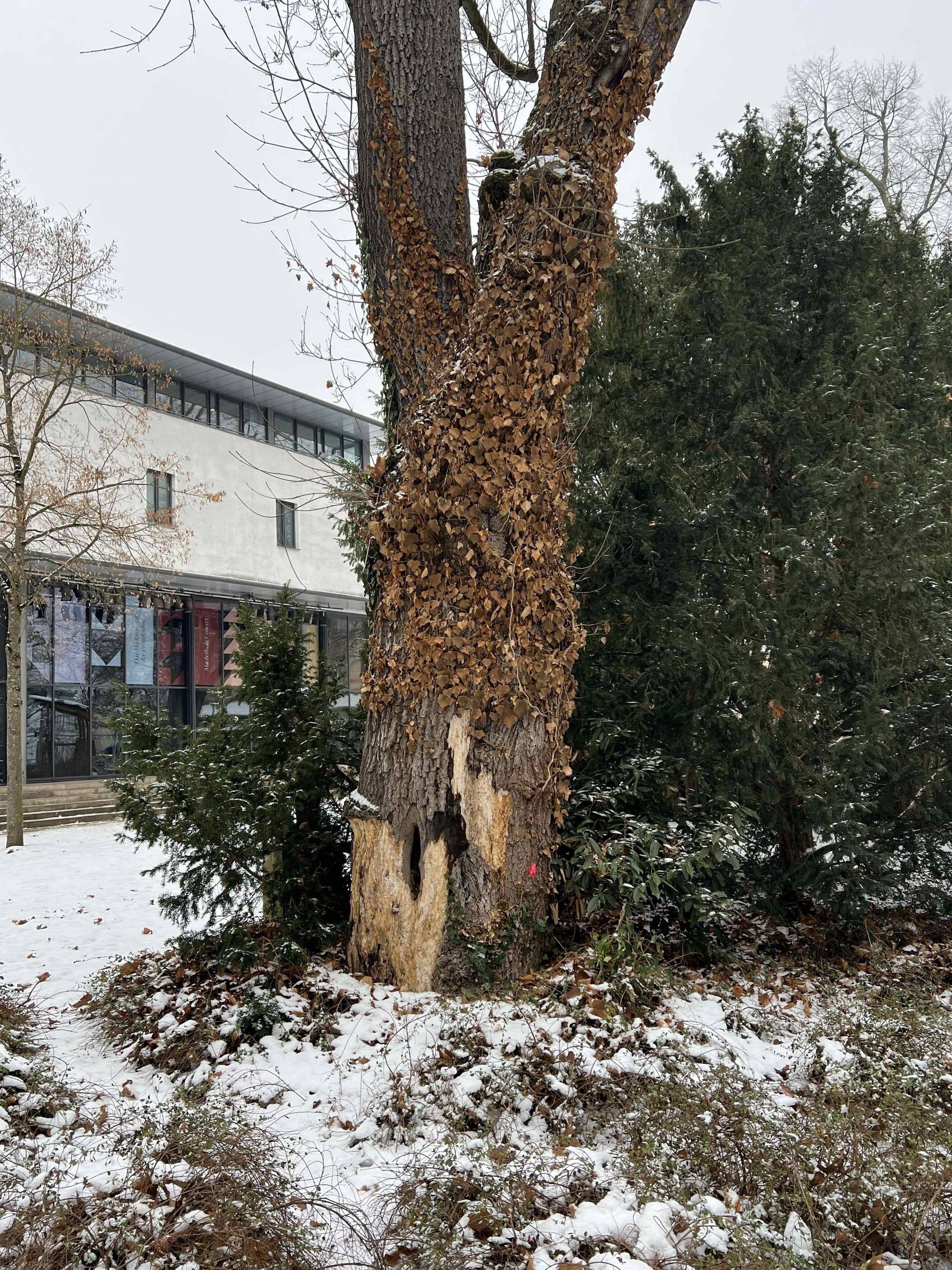 Kranker Ahornbaum im Harmoniegarten wird gefällt