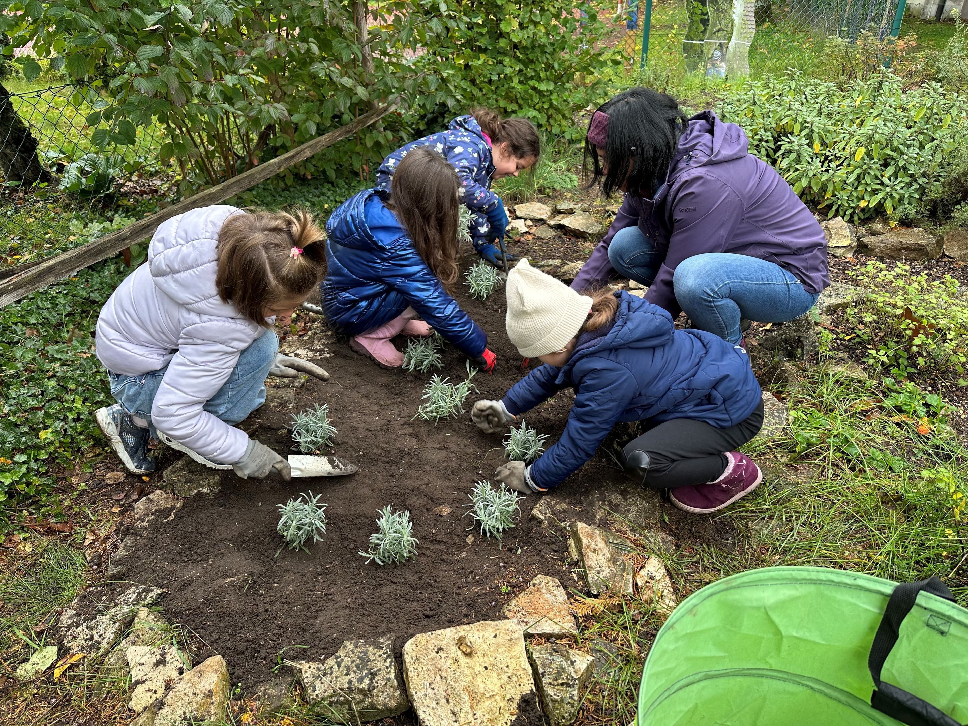 Lavendel pflanzen in Holzheim