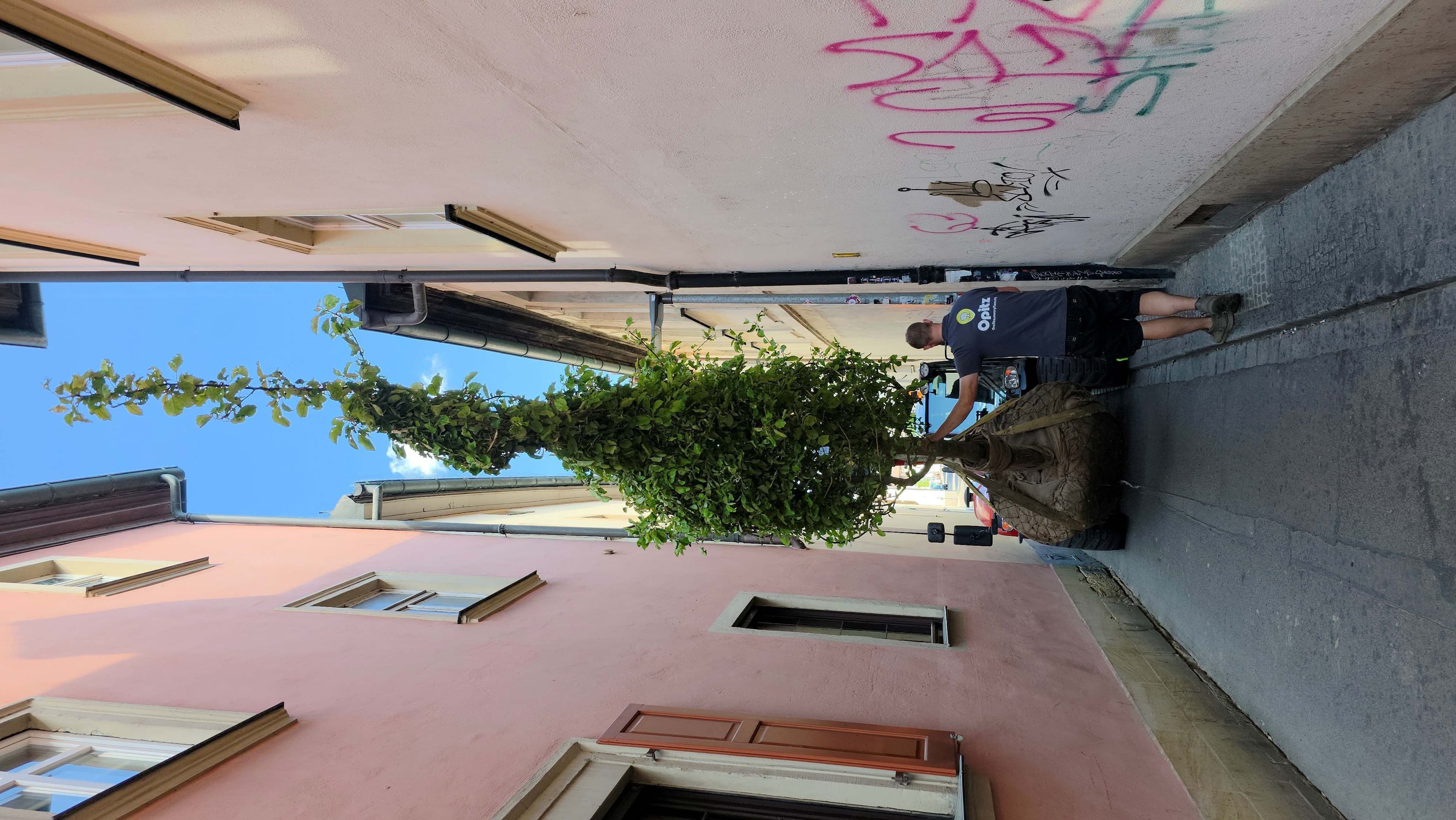 Neue Streuobstwiese im Bamberger Gärtnerviertel