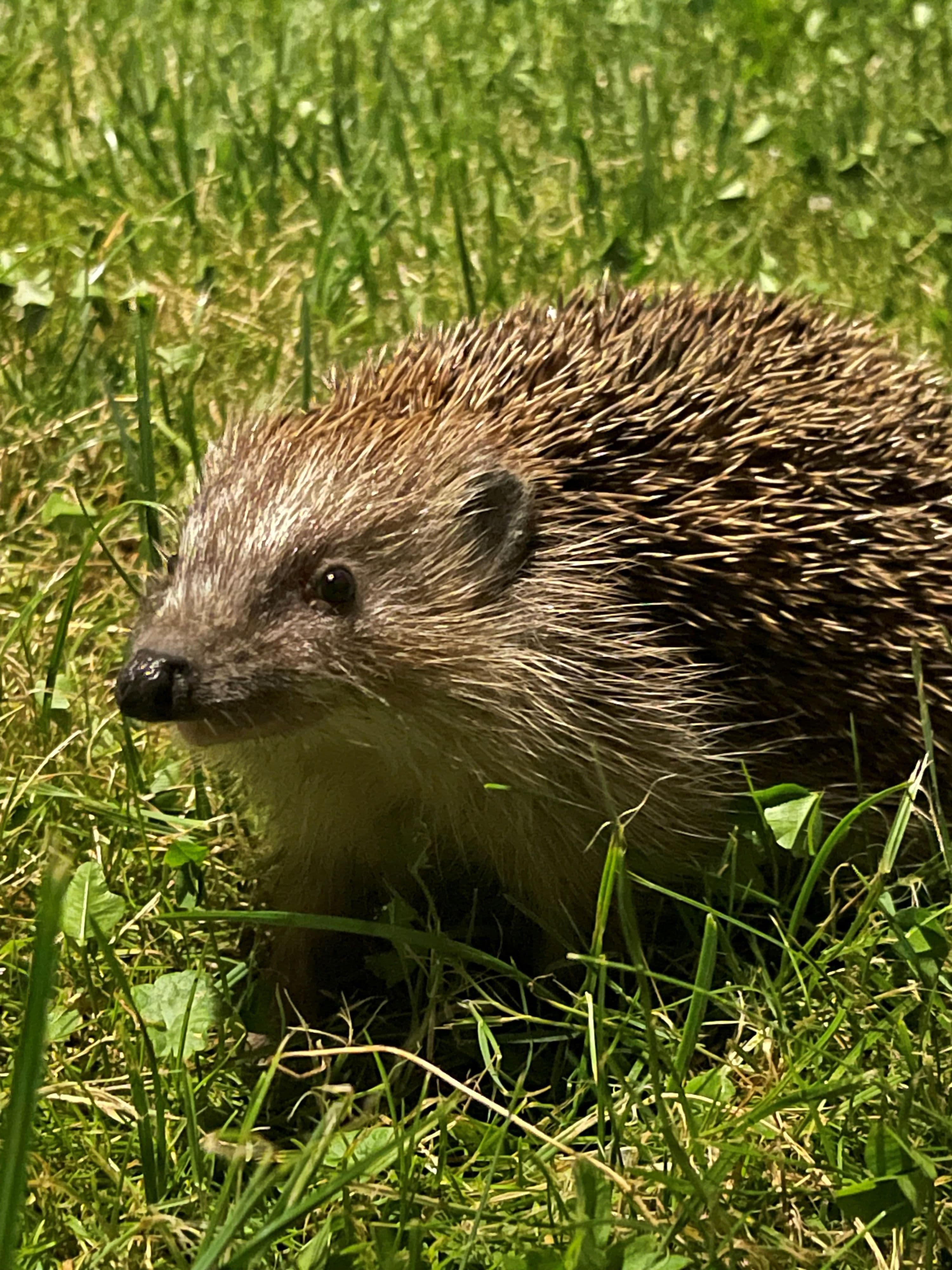 Rosenheim schlägt Alarm: Igel in Gefahr