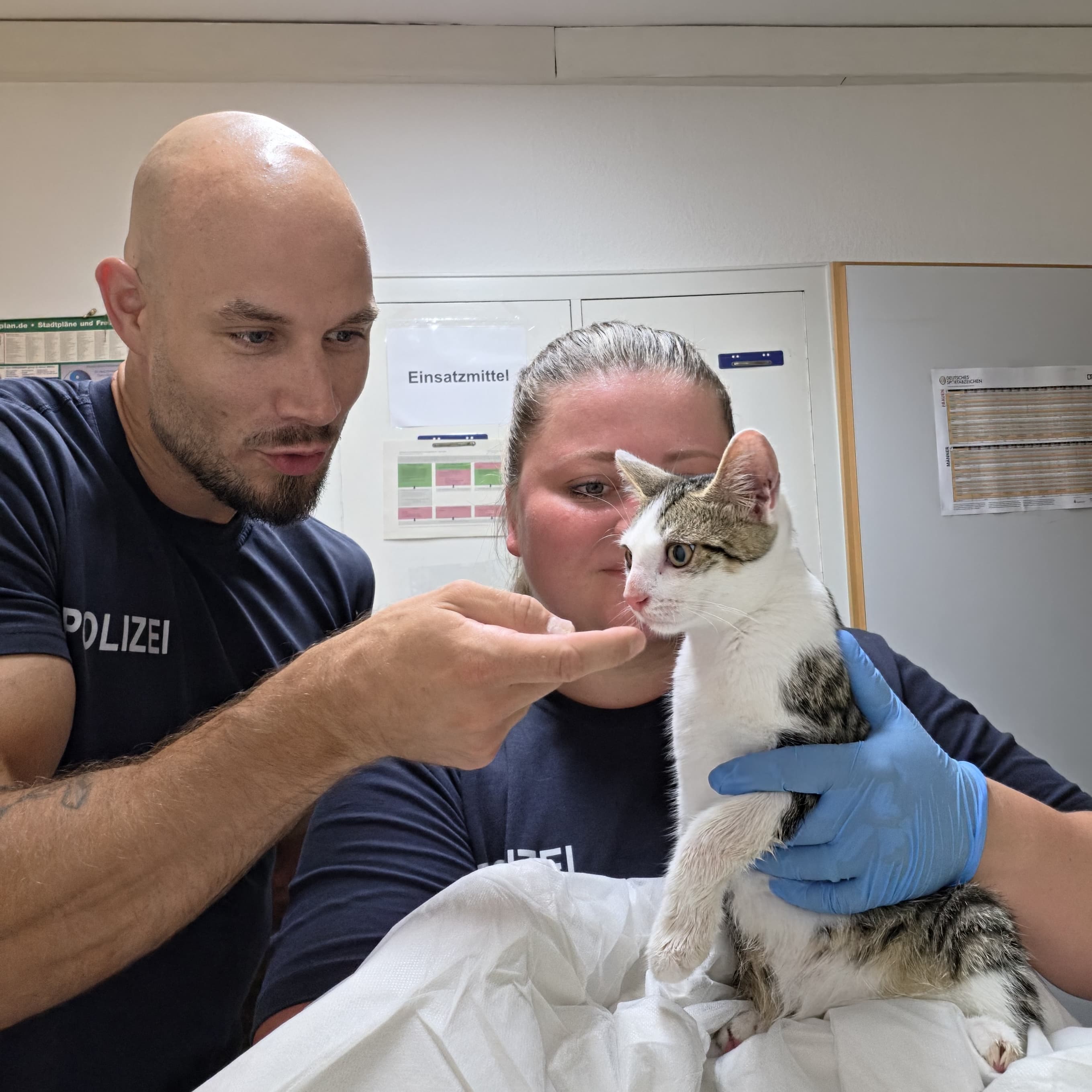 ndespolizeidirektion München: Ausgesetzte Katze am Bahnhof Bamberg aufgefunden - Tierheim übernimmt Fundtier