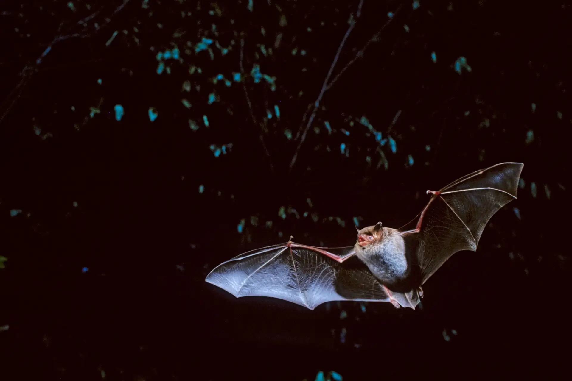 Fledermäuse hautnah erleben bei der European Bat Night in Rosenheim