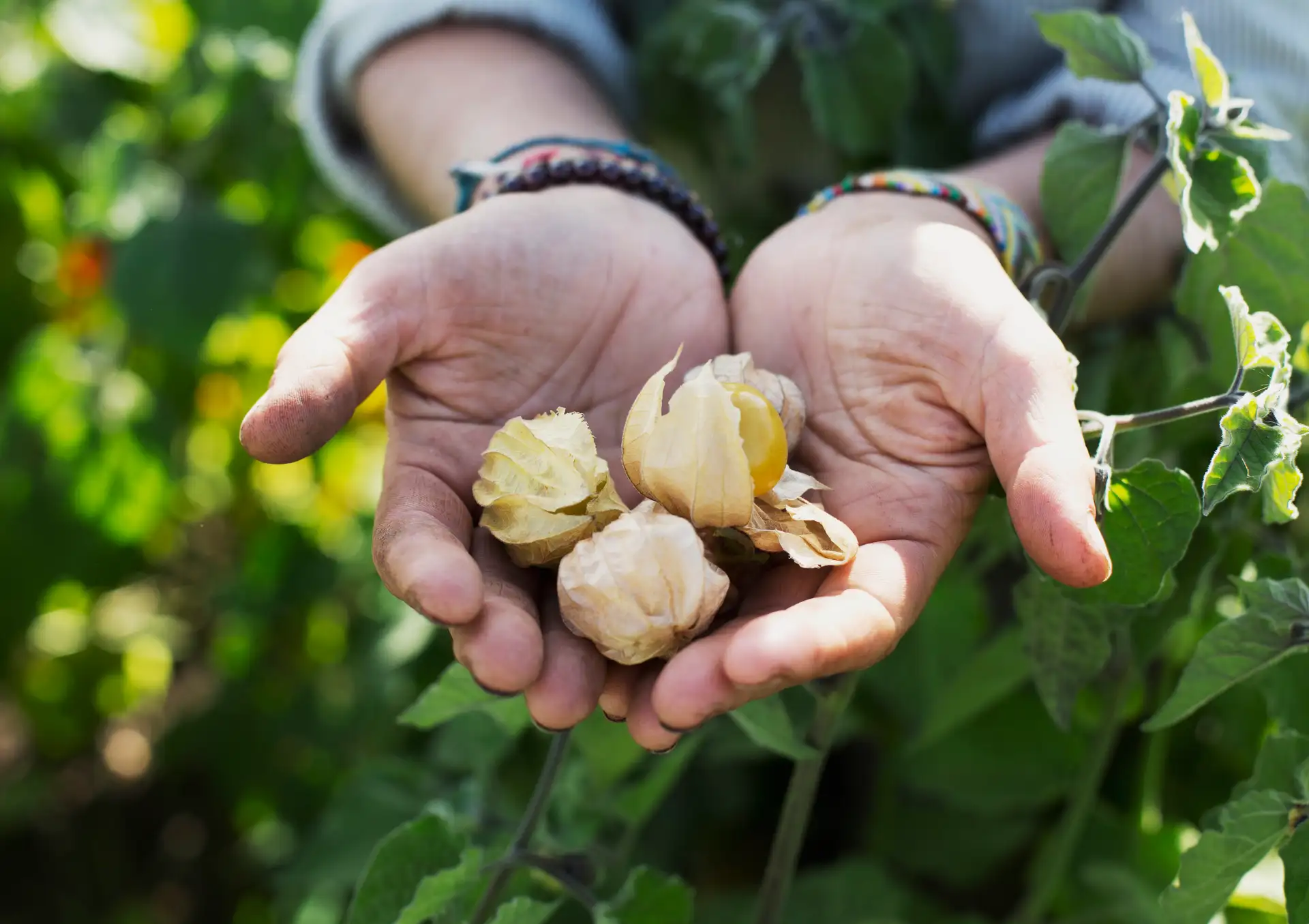 Im Modell der solidarischen Landwirtschaft schließen sich Verbraucher und Erzeuger zu einer Wirtschaftsgemeinschaft zusammen. Dadurch entsteht Transparenz auf beiden Seiten: Die Verbraucher wissen, wer ihre Lebensmittel produziert, während die Erzeuger wissen, für wen sie anbauen.
