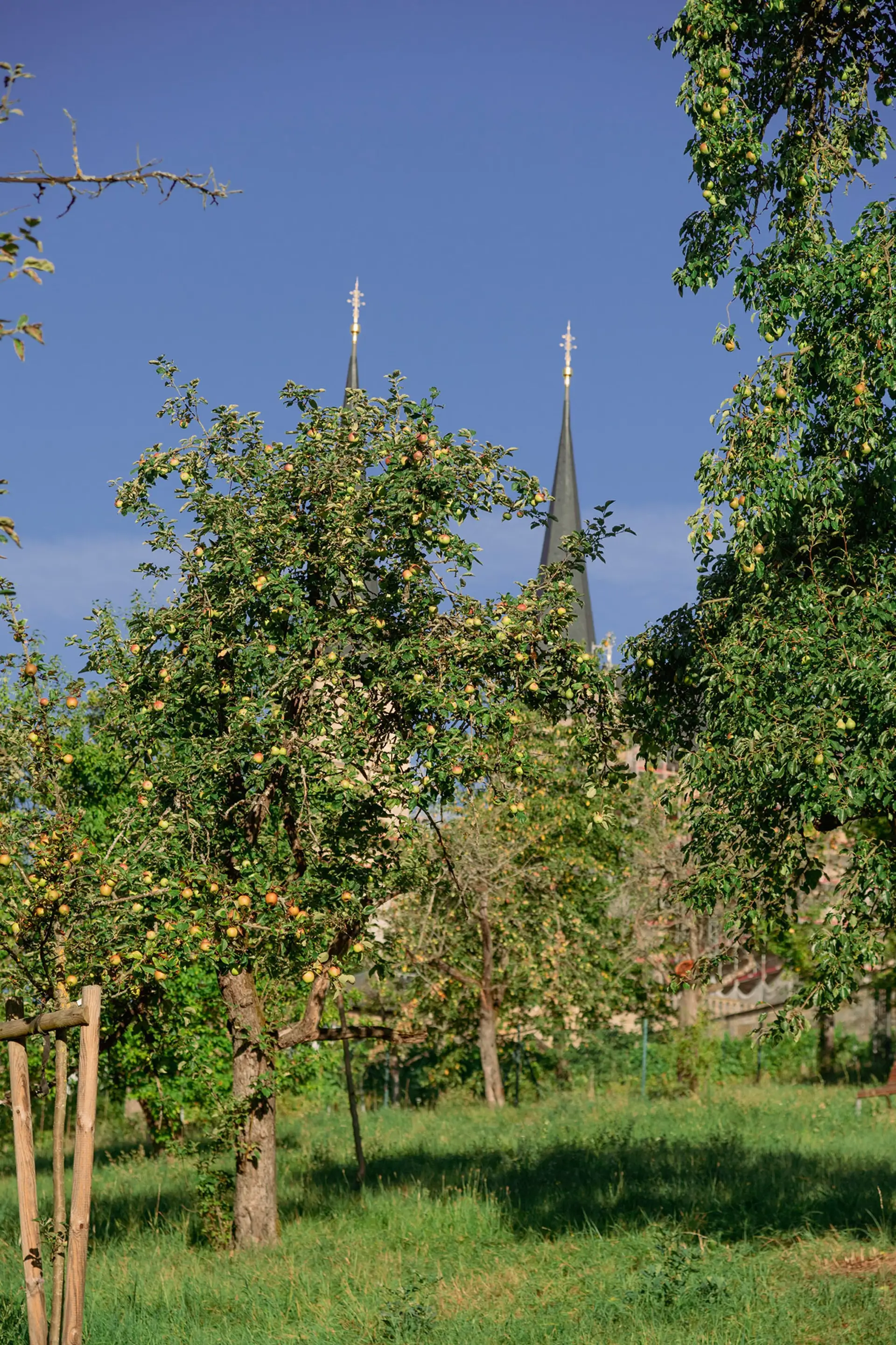 Erntezeit in Michaelsberger Gärten: Heimische Früchte reif