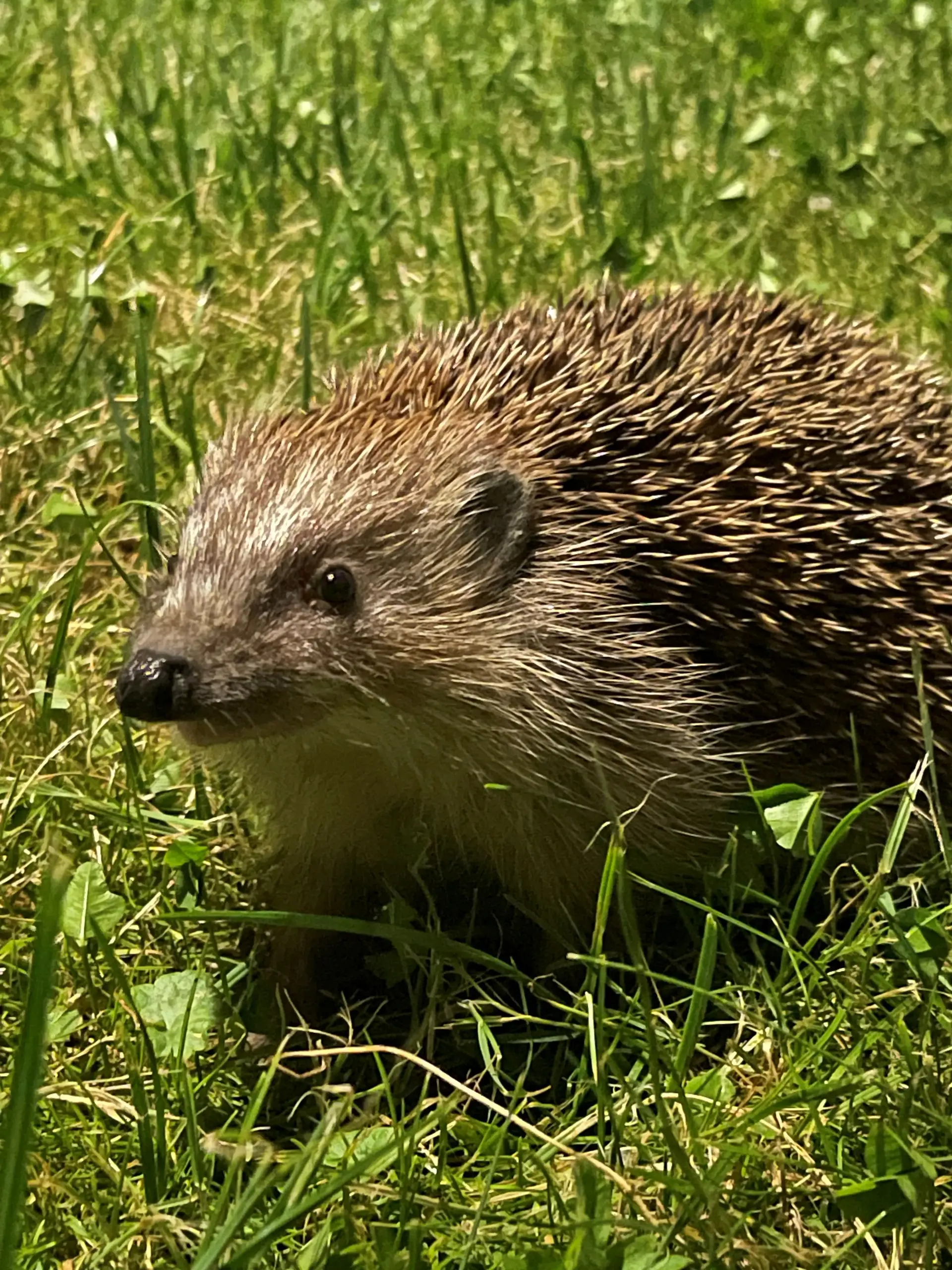Rosenheim schlägt Alarm: Igel in Gefahr