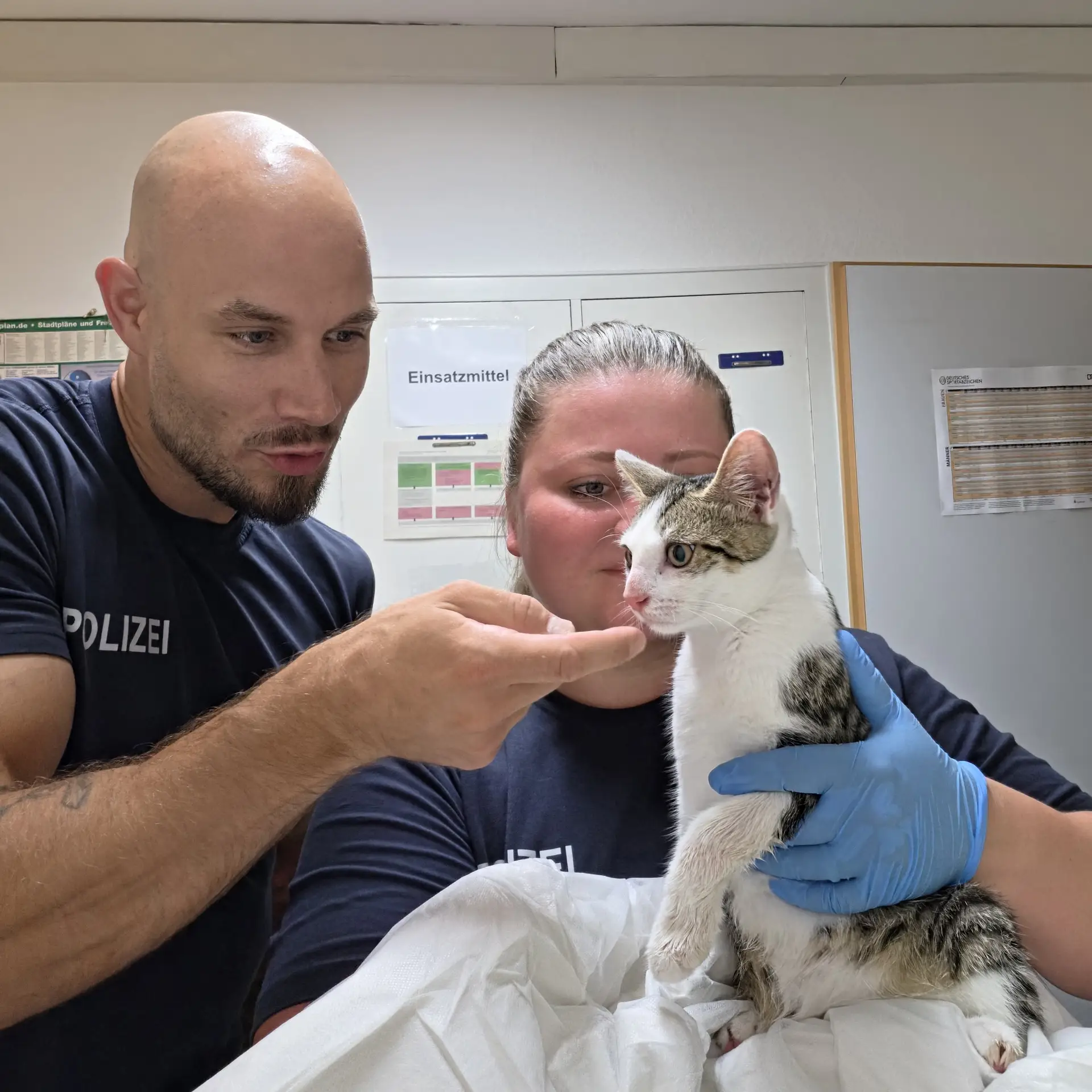 ndespolizeidirektion München: Ausgesetzte Katze am Bahnhof Bamberg aufgefunden - Tierheim übernimmt Fundtier
