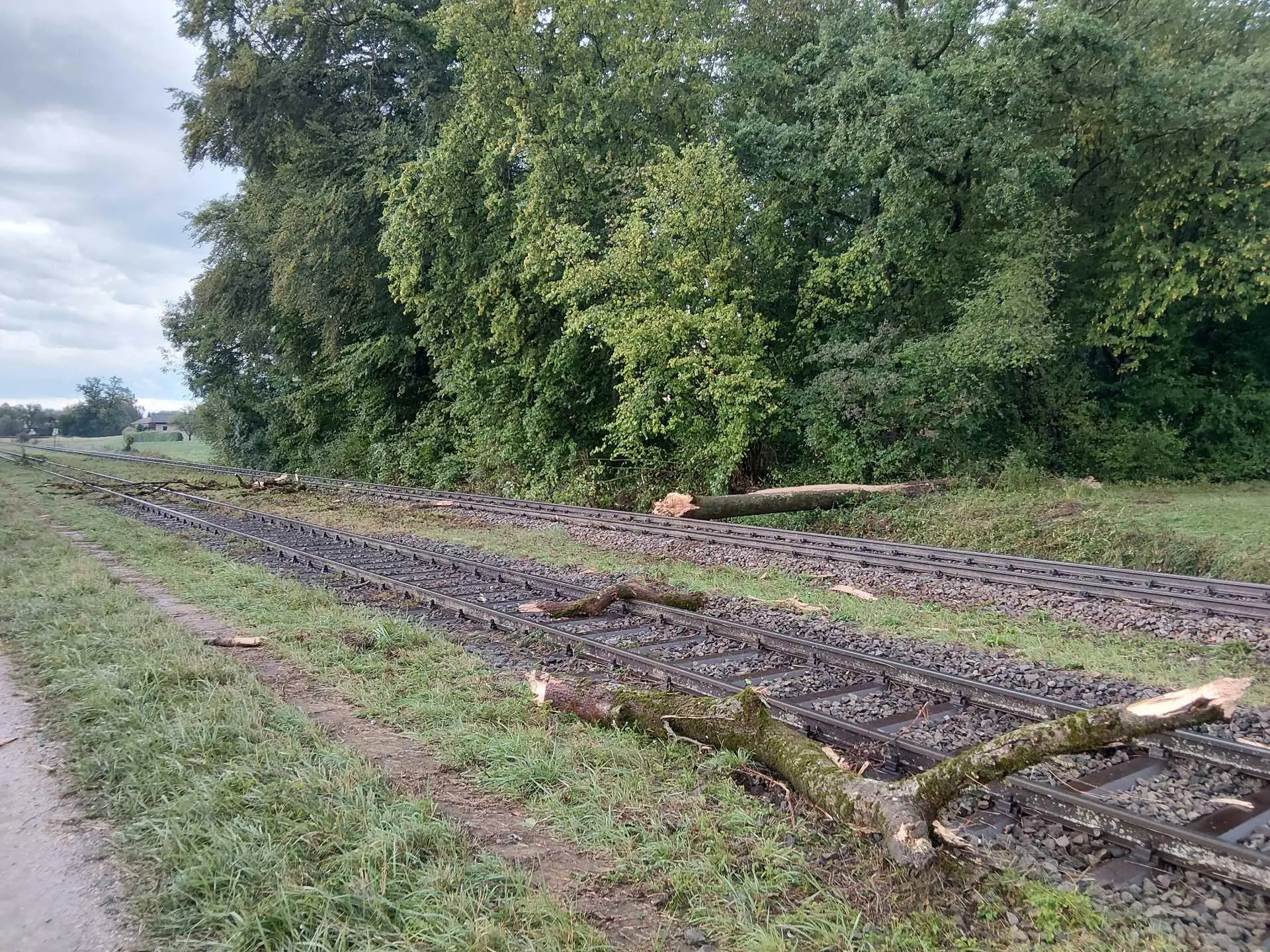 ndespolizeidirektion München: Personenzug kollidiert mit umgestürztem Baum - keine Verletzten