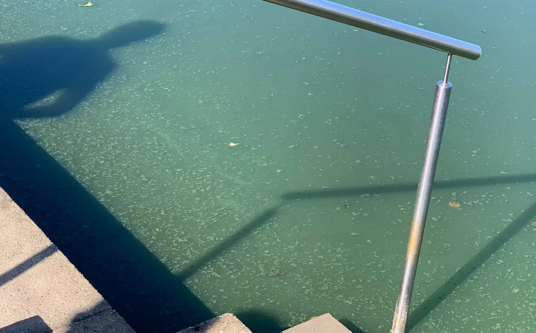 Symbolbild zu Blaualgen