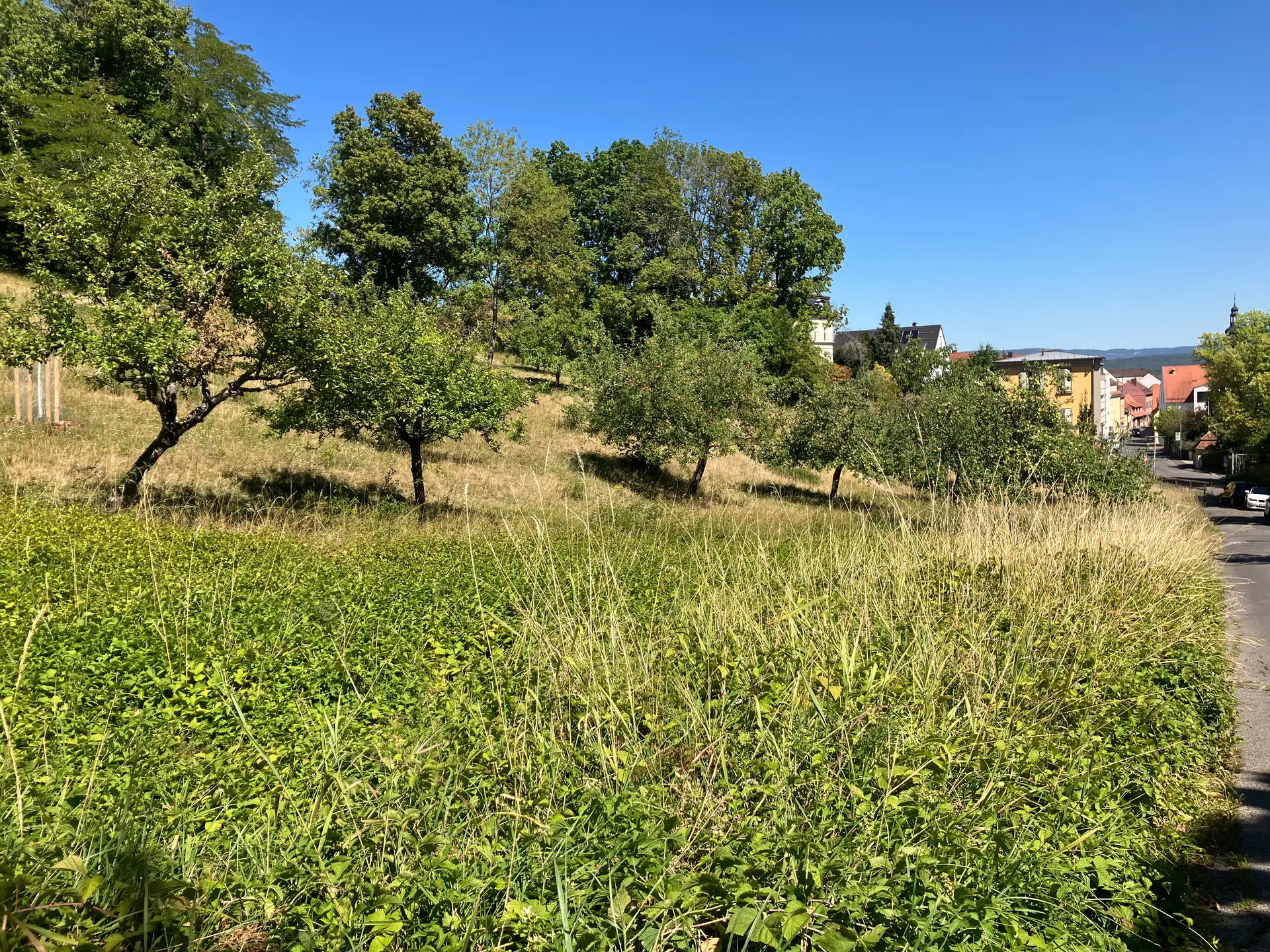 An der Villa Remeis setzt die Stadt Bamberg auf Teilmahd: Nur etwa die Hälfte der Wiesenfläche wird gemäht, die