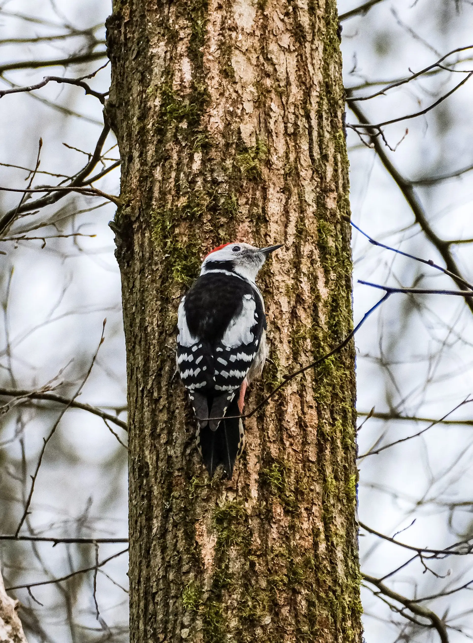 Der Specht nutzt den Baum als Nahrungsquelle, Wohnung und Brutstätte sowie zum Revier abgrenzen