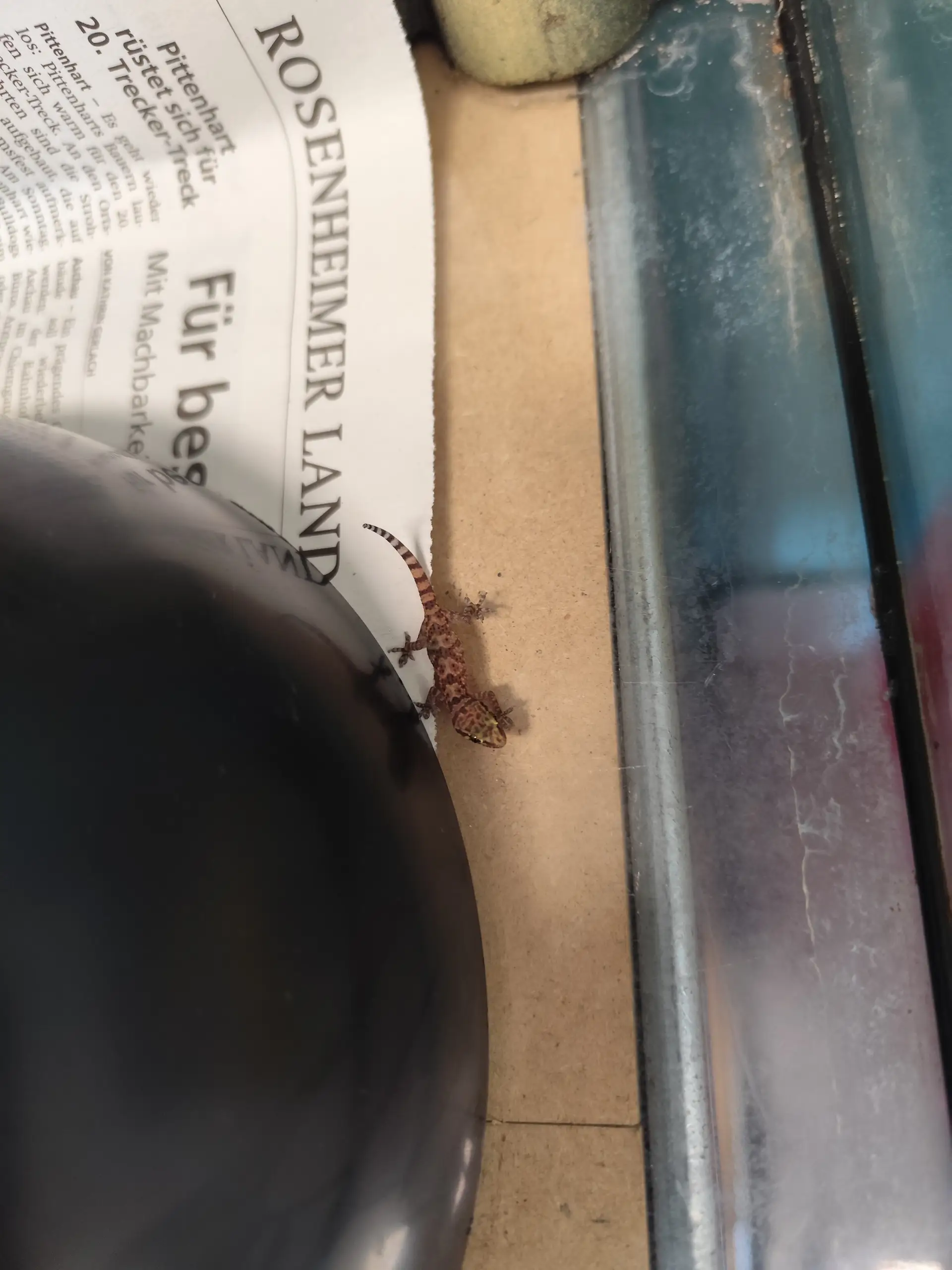 Ein Gecko.