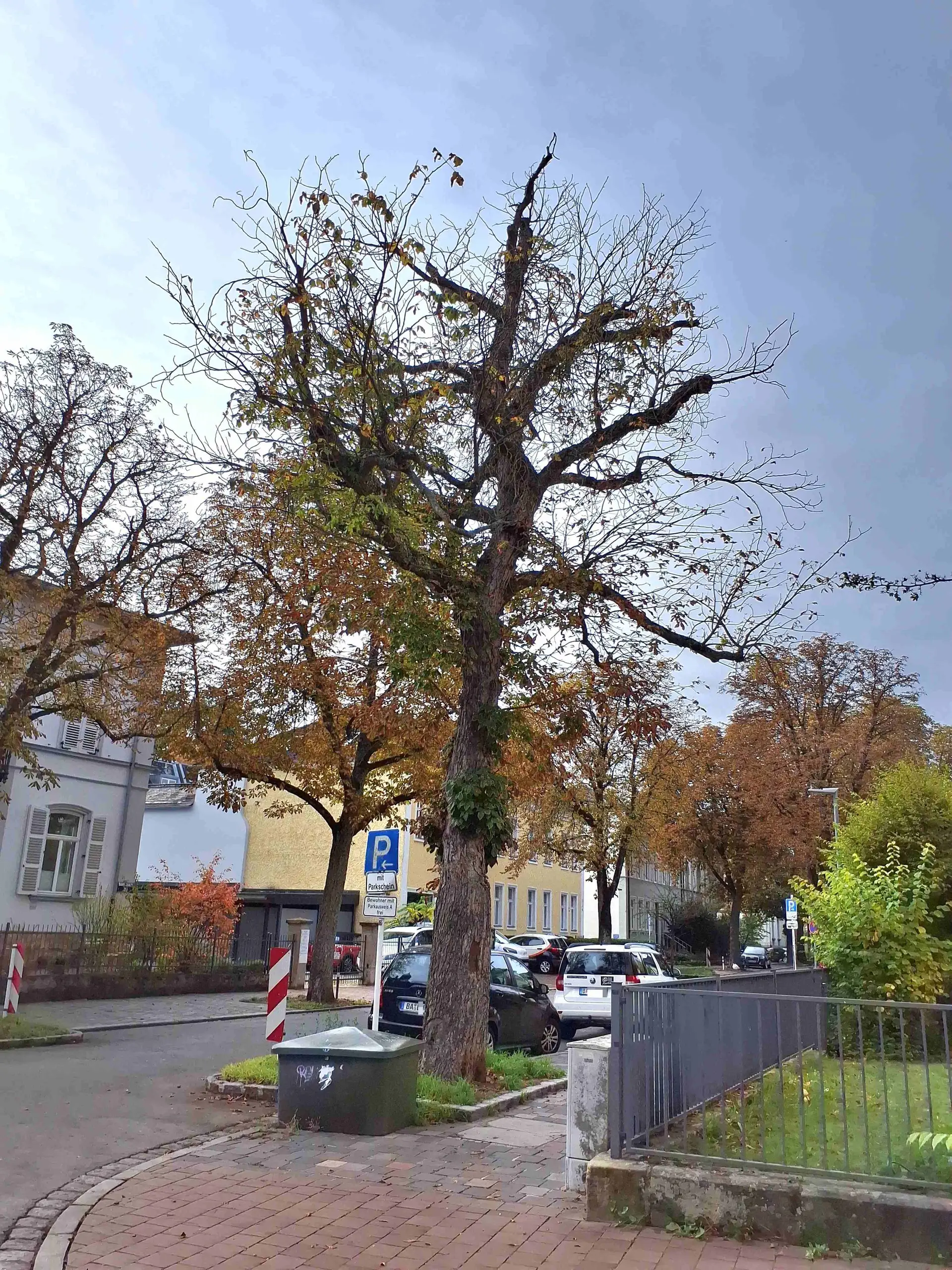Kastanie an der Ecke Amalienstraße und Schützenstraße in Bamberg.